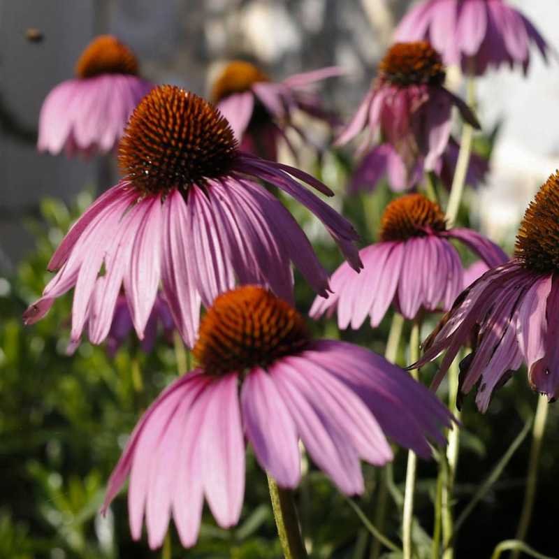 Purple Coneflower (Echinacea purpurea)