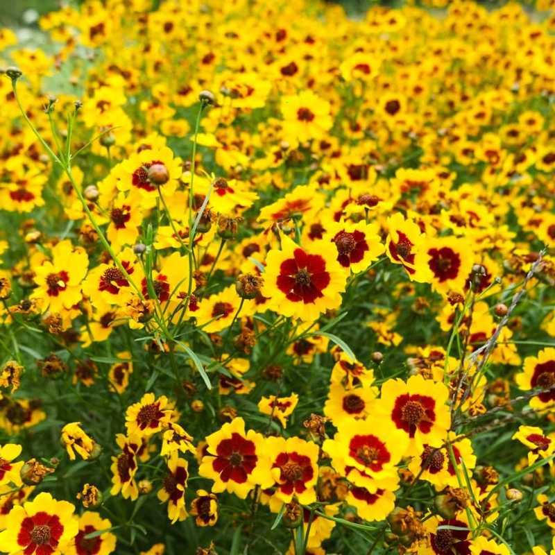 Plains Coreopsis (Coreopsis tinctoria)