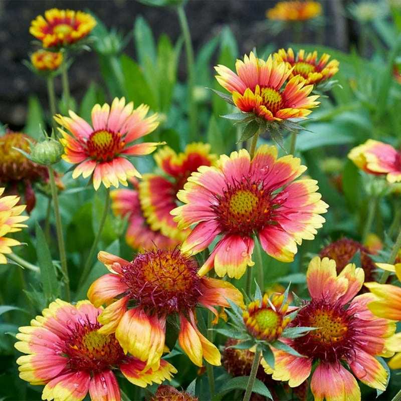 Fire wheel (Gaillardia pulchella)